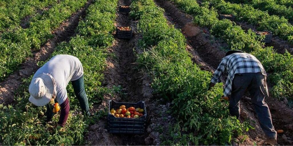 Agroecología versus Agricultura 2024