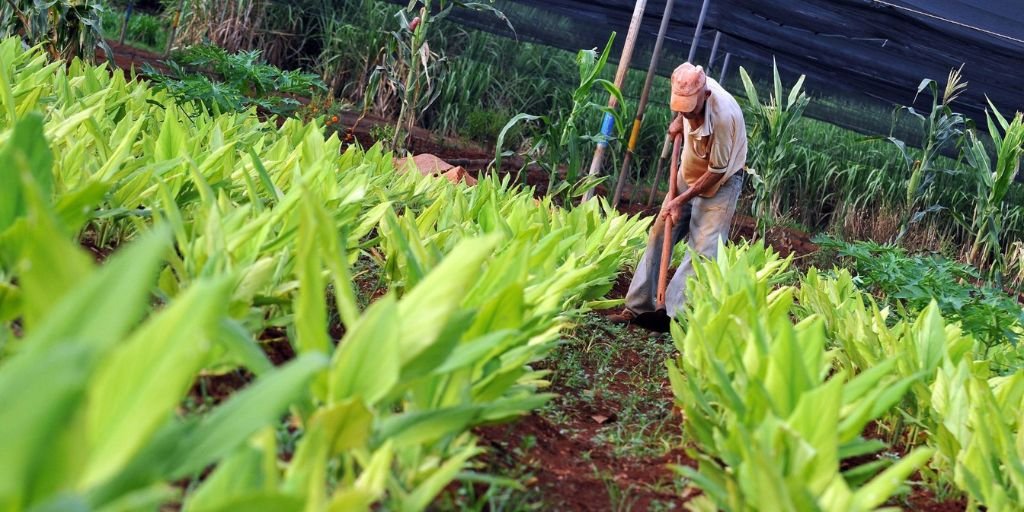 Agroecología vs Agricultura 2024